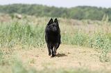 SCHIPPERKE 239